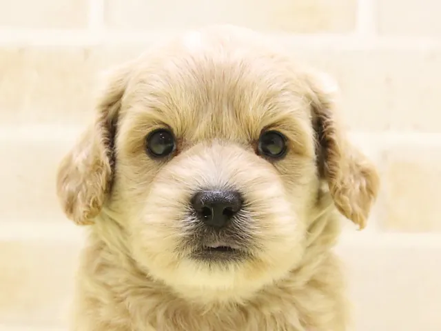 熊本県のハーフ犬・ミックス犬 (ペッツワン熊本宇土店/2025年5月15日生まれ/男の子/クリーム)の子犬